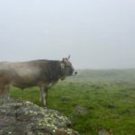 Schon von weitem zu hören © Gipfelfieber