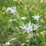 Edelweiß am Gipfel © Gipfelfieber