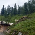 Ziegen auf der Sauna (!) © Gipfelfieber