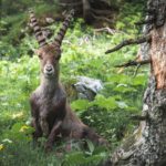 Beinahe handzahm © Gipfelfieber