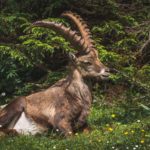 Mittagspause © Gipfelfieber