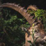 Stattliche Hörner © Gipfelfieber