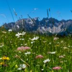 Bunte Almwiesen © Gipfelfieber
