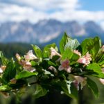 Auf der Hagneralm über dem Eggental © Gipfelfieber