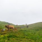 Auf den Röbi Alpen © Gipfelfieber