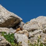 Ein gut auf den Winter vorbereitetes Murmeltier © Gipfelfieber