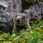 Junges Murmeltier © Gipfelfieber