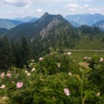 Sonnenberggrat © Gipfelfieber