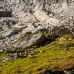 Rudel Steinböcke © Gipfelfieber