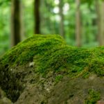 Moos © Gipfelfieber