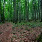 Im Wald © Gipfelfieber