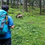 Steinbock am Wegesrand © Gipfelfieber