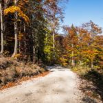 Forstweg © Gipfelfieber