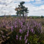 Auf der Hochheide © Gipfelfieber