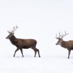 Januar 2019 © Gipfelfieber