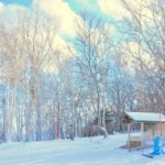 Birkenwälder auf Hokkaido © Chelsea TEY/pexels.com