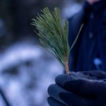 Zirbennadeln © Gipfelfieber