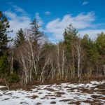 Birken im Moor © Gipfelfieber