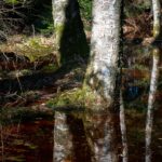 Moor © Gipfelfieber