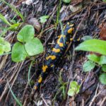 Feuersalamander am Wegesrand © Gipfelfieber