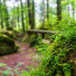 Mooszauber © Gipfelfieber