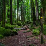 Grüner Märchenwald © Gipfelfieber