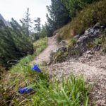 Enzian in voller Blüte © Gipfelfieber