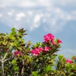 Almrosen © Gipfelfieber