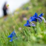 Enzian © Gipfelfieber