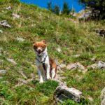 Alles für den Hund dabei © Gipfelfieber