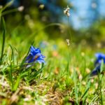 Enzian in voller Blüte © Gipfelfieber