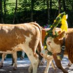 Verschiedenster Schmuck © Gipfelfieber