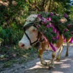 Etwas verrutscht © Gipfelfieber