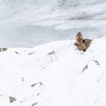 Murmeltiere im Schnee © Gipfelfieber