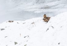 Murmeltiere im Schnee © Gipfelfieber