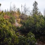 Durch die Latschen zum Gipfel © Gipfelfieber