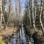 Bachlauf © Gipfelfieber