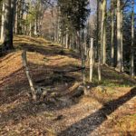 Im Wald zum Hammerstein © Gipfelfieber