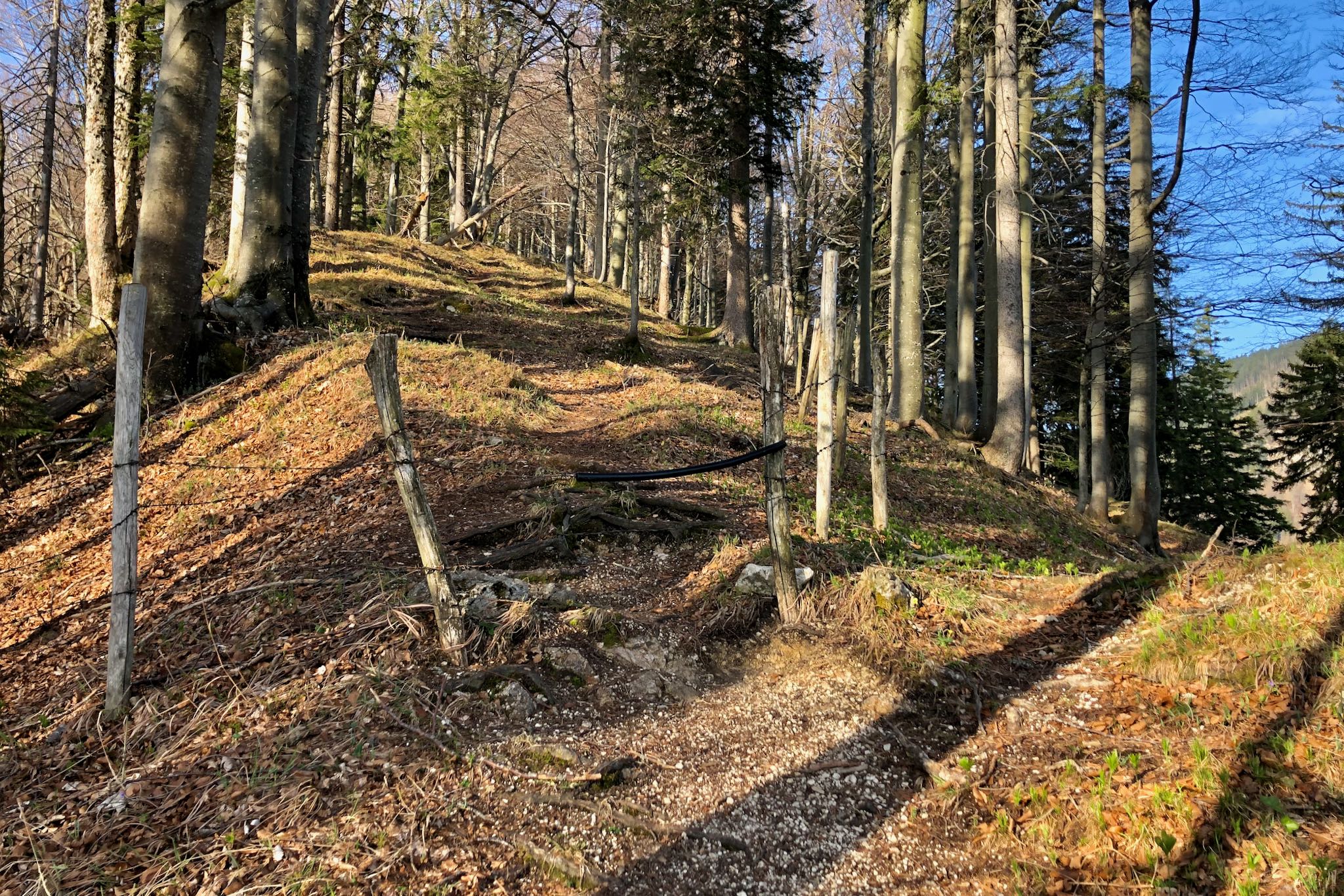 Im Wald zum Hammerstein © Gipfelfieber