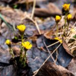 Huflattich © Gipfelfieber