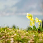 Alpen-Aurikel © Gipfelfieber