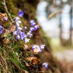 Leberblümchen © Gipfelfieber