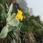 Alpenaurikel © Gipfelfieber