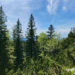 Hemmerstein lugt durch die Bäume © Gipfelfieber