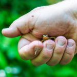 Kleine Kröte © Gipfelfieber