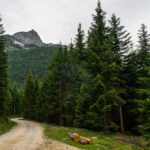 Im Wald © Gipfelfieber