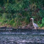 Reiher © Gipfelfieber