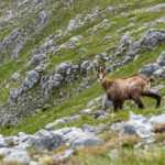 Gams kurz vor der Flucht © Gipfelfieber