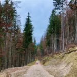 Abstieg über den Forstweg © Gipfelfieber