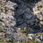 Alpensteinböcke im Allgäu © Gipfelfieber